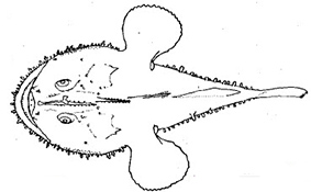 Lophius piscatorius_claves.jpg